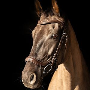 ProPresicce Pelle Drop Leather Bridle by Hy Equestrian (Brown/ Silver Hardware)