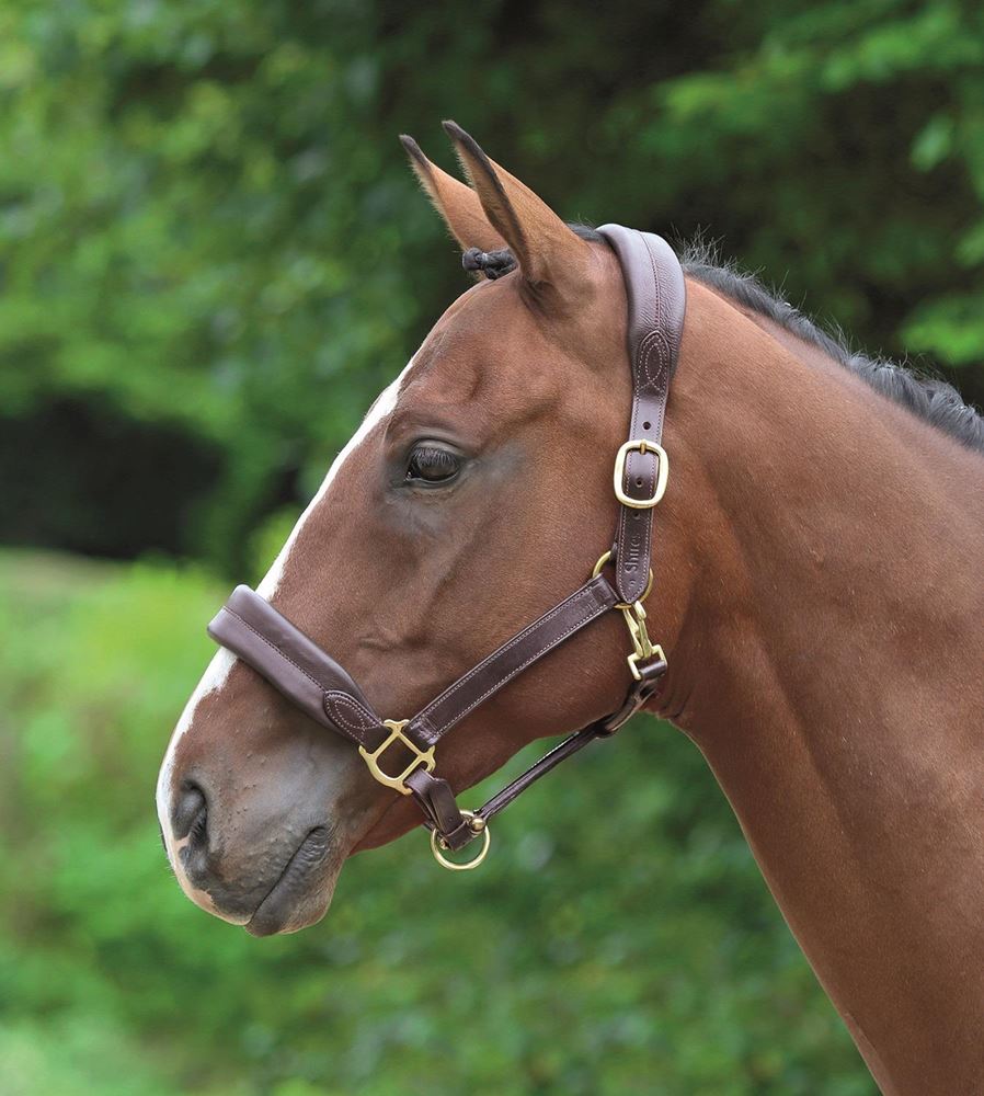 Shires Blenheim Leather Cushioned Travel Headcollar