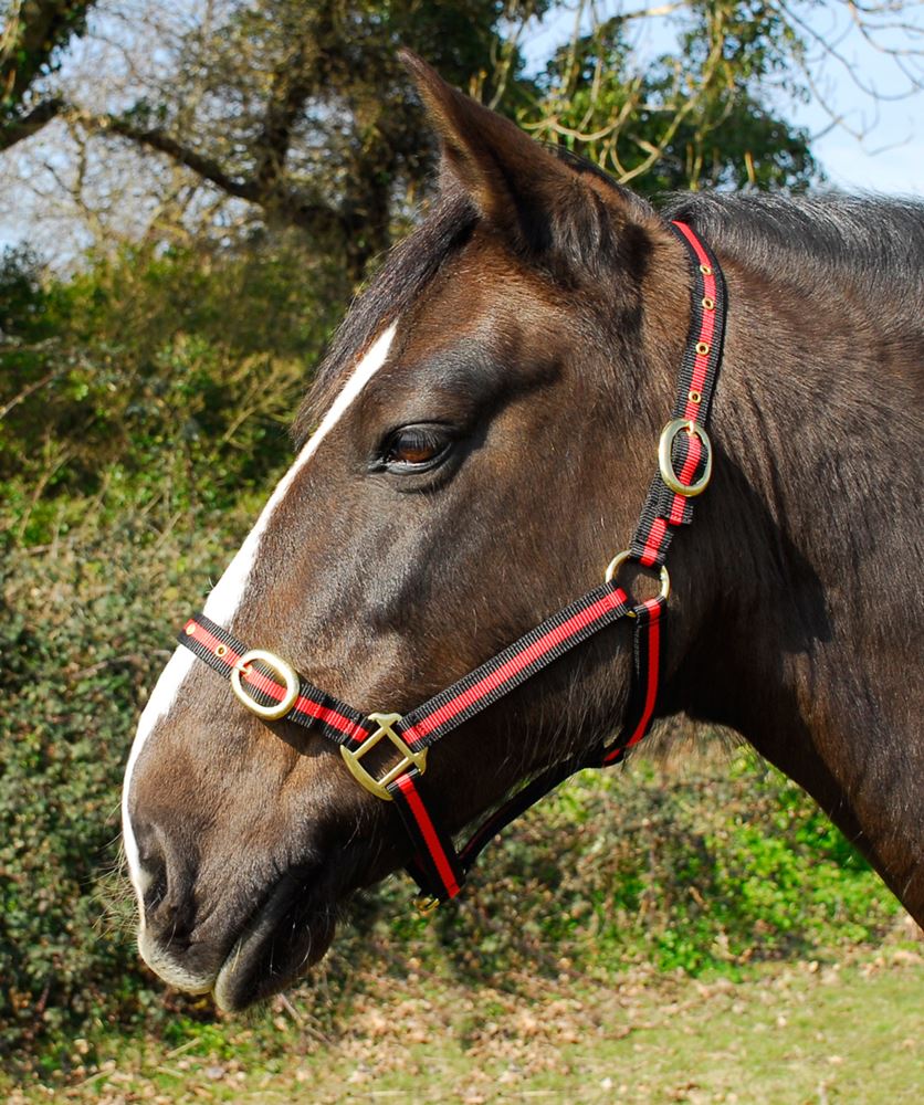 Rhinegold Nylon Headcollar (Black/Red)